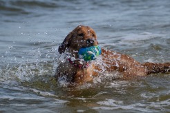 ece37ccb2161fae749d60b33b4766253_246