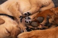 ece6cf713e06042ec17e04c2ccc4cd77_195x130_fill