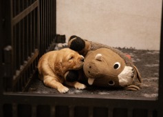 ed0b16c4f9fcd108b2f439f828a0dd84_237