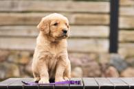 ed118976b524d588b7ec8ec909577dde_195x130_fill