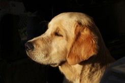 ed581a551b76ca76d95839650711e575_246