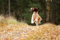 ed8aa593f880927b10d0bfc5d12440cf_246