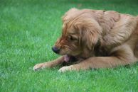 eda329aa3d3e156556dacb74a10268cc_194