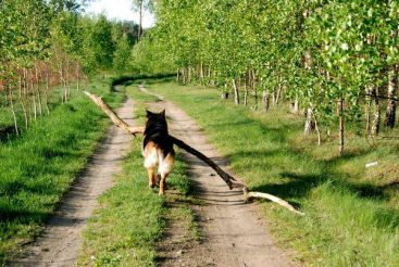 edc0ce643ee1eb9cbf2cfcd3b30246b2_367