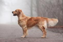 ede23517f3a29679a969b48804046a84_245