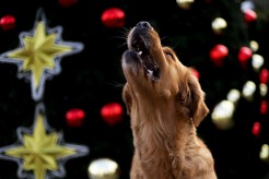 ede87ee6d5b61fa801061c75634bc970_246