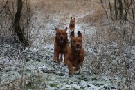 ee2dd1dbce08b3fede9df5d01cc46ead_195