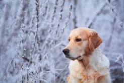 ee30e31d1fe99dc9ae3489866e5e6d83_246