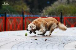 ee407a4461dcd5e332a55edf9bacffa5_246