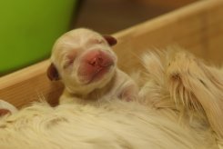 ee8fb8f71ad192b72b1813b18ae21fe4_245