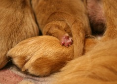 eee7e1c81bdcd6752ade47ba1baece84_237