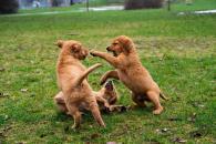 ef1987ba96f56a97eb759c83a3a4ab1f_195x130_fill