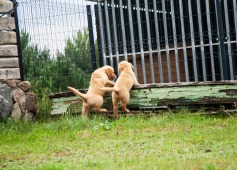 ef80126ee3a506fb162b10d707401e91_237