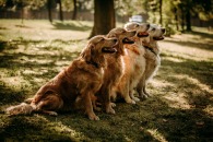 ef99d5df5c0c020ef737e0b368884cdf_195