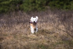 efed24ebe58e059e99ba7e0ab833561f_246