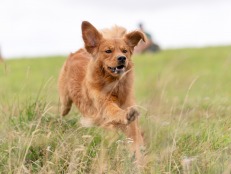 efee9142e9a30422eb15ff3baa1f6e0b_231