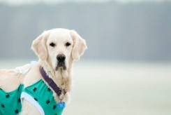 f0331665cd43f3f8c8172226f0c06b50_245