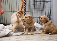 f0619f7f6ad7610f5d165982cc4289fd_235