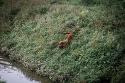 f0cb1ced248635a237904723816f7294_246