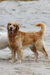 f13e32d1d6f8ea73ec2fa78dd4995ed6_164x246