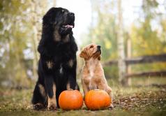 f14b9a395eee2bac4b88eb53350aedc7_238