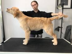 f1ae258a85e7242a1bd4f17199eeac84_232x174_fill