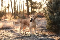 f1dddd398fa0b86b3fb9b01150190fc7_246