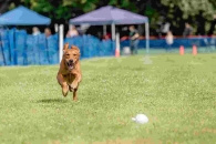 f209dd745cc7e5251b7baa9d50e83dc7_195