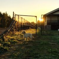 f21d0fac22e573c0e6061ff88dc2ca34_200x200_fill