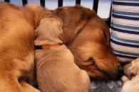 f221c4f97e0f367f4463edc391206479_195x130_fill