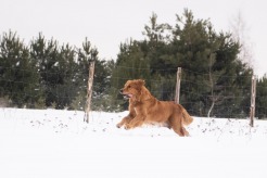 f2295bd8e70cca62ab01a0bfa1c70322_246