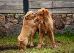 f295b366db3a82d26d32fcb087d0cee7_237