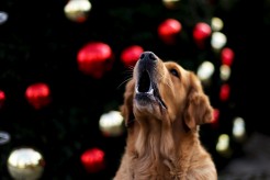 f30c25b215587bd5af492541c5072c3e_246