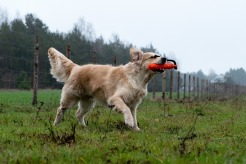 f30ffa008779b46a74bfd31573b2390e_246