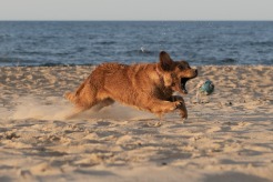 f320d8413c49a7d0419481c2be18a232_246