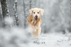 f34329794c8caa2957ccc6ecdace9558_246