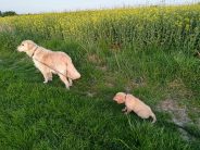 f34a2f56c2c7dd32c28203ded4990080_184x138_fill