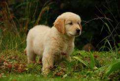 f3c248709c0fbb8522c5573d12214449_244