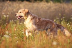 f3c69bf46ae8aa372f310fe9df530f7a_245