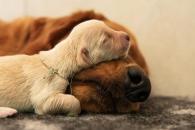 f3d30436bf475e5a4d74b04f9b4d1c99_195x130_fill