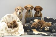 f3e193222bcb1aa1ed16c28ea500dde0_195x130_fill