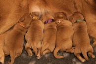 f3e7cbe6f828e87199e5cb523fc9523d_194