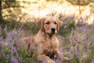 f4092340b5eb85b7fbb58d80a6c16fd4_195