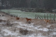 f420f0d6a1683009e27e0f8324f6fd76_195