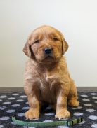 f4a1f3c8ad1d57bd7e26678097c9aa30_138x183