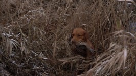 f4ed553faf1b1655a276c226aa24aa21_266