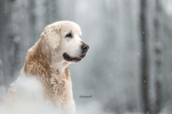 f55b03ddec2084ea23cc101d118d4c3f_246