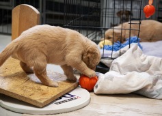 f58cb3a8b5dc1a7a54b4d35c12bce46c_237