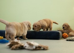 f5c247f5c38c3557c0e7d13d4e50db7c_237