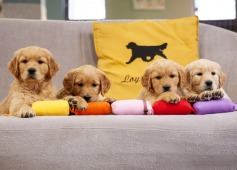 f62d58c25dc13c9d3956c444ea74eb0b_237